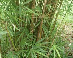 BambusaGracillis2-1.jpg