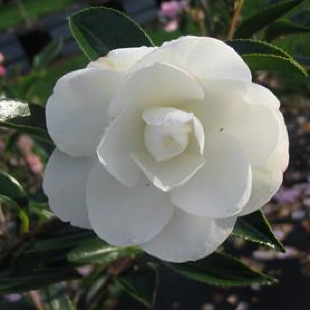 CamelliaEarlyPearly1.jpg