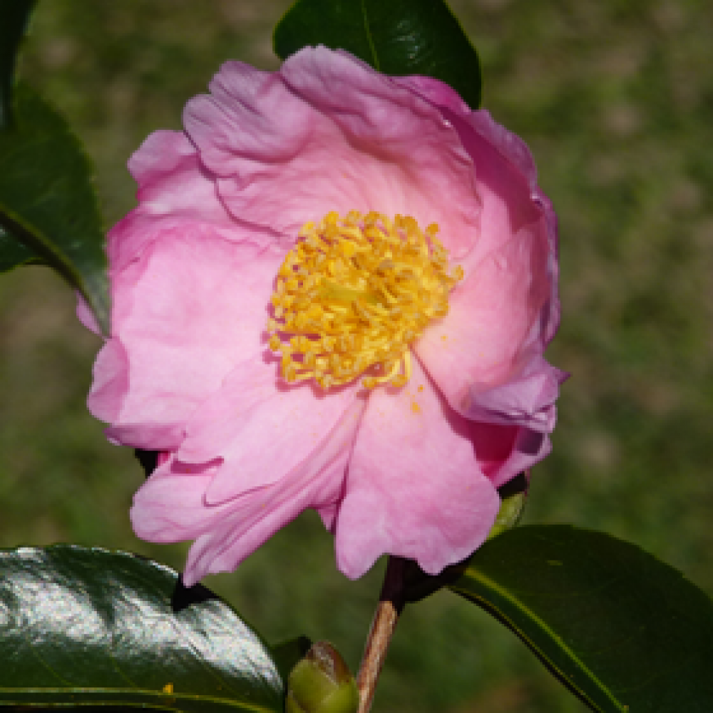 CamelliaPlantationPink1.png