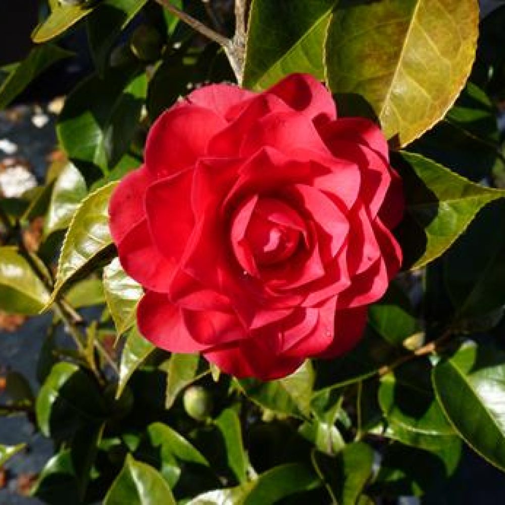 CamelliaRogerHall1.jpg