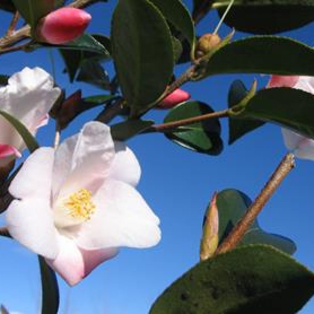 CamelliaTransTasman1.jpg