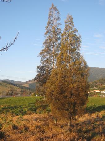 DacryDacrydoides1-1.jpg