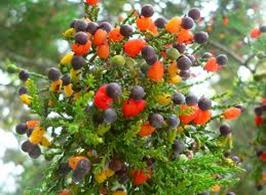DacryDacrydoides21-1.jpg