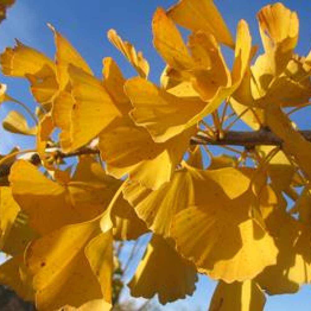 GingkoAutumnGold1-1.jpg