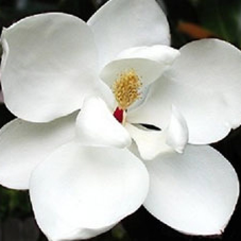 MAGNOLIAGRANDIFLORARUSSETNUM21-1.jpg