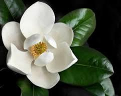 MagnoliaBlanchard1.jpg