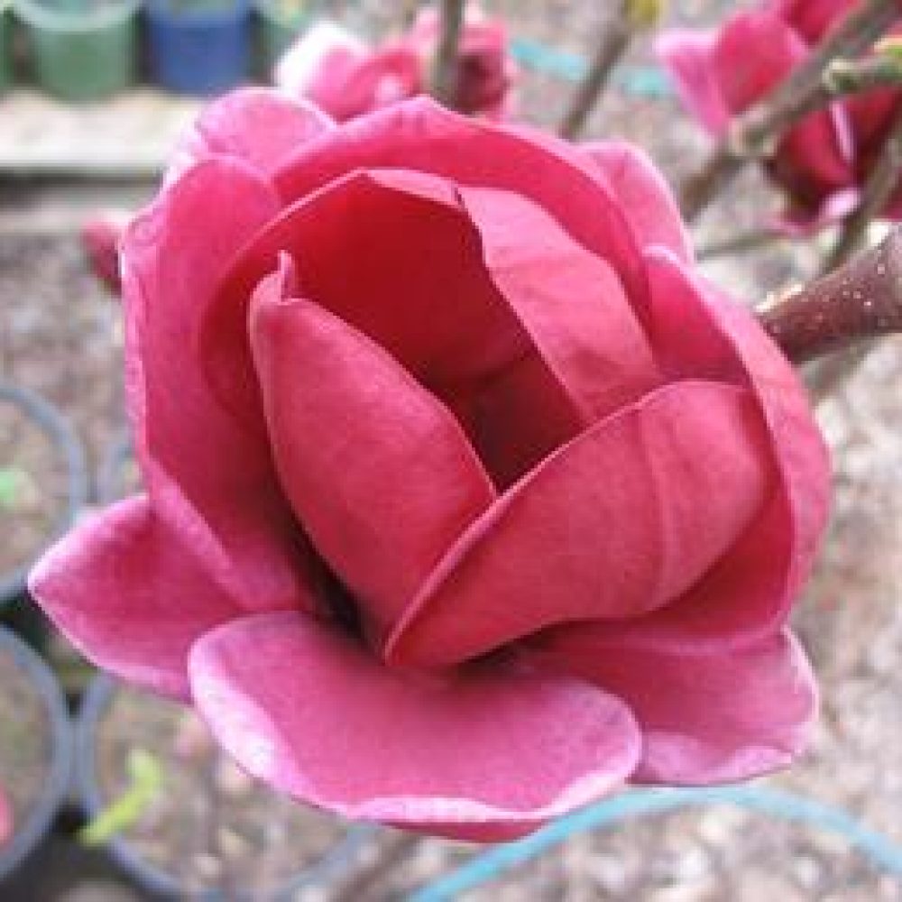 MagnoliaGenie1-1.jpg