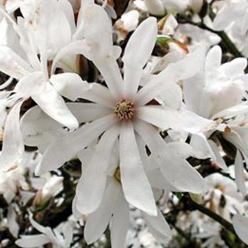 MagnoliaStellata1-1.jpg