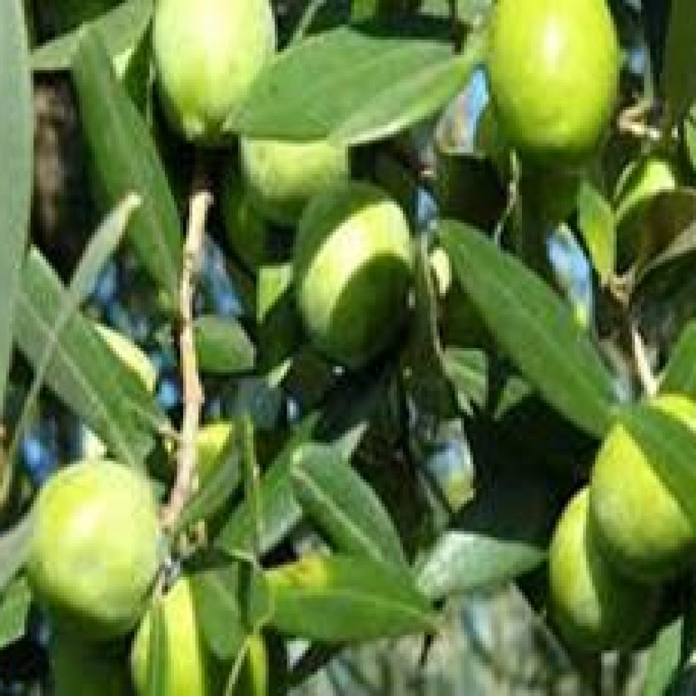 OliveNocellara1-1.jpg