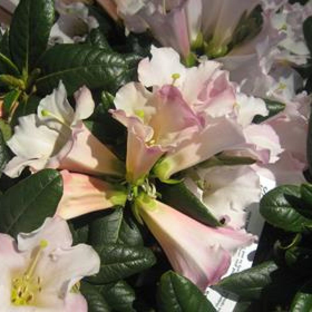 RhododendronCountessofHaddington-1.jpg