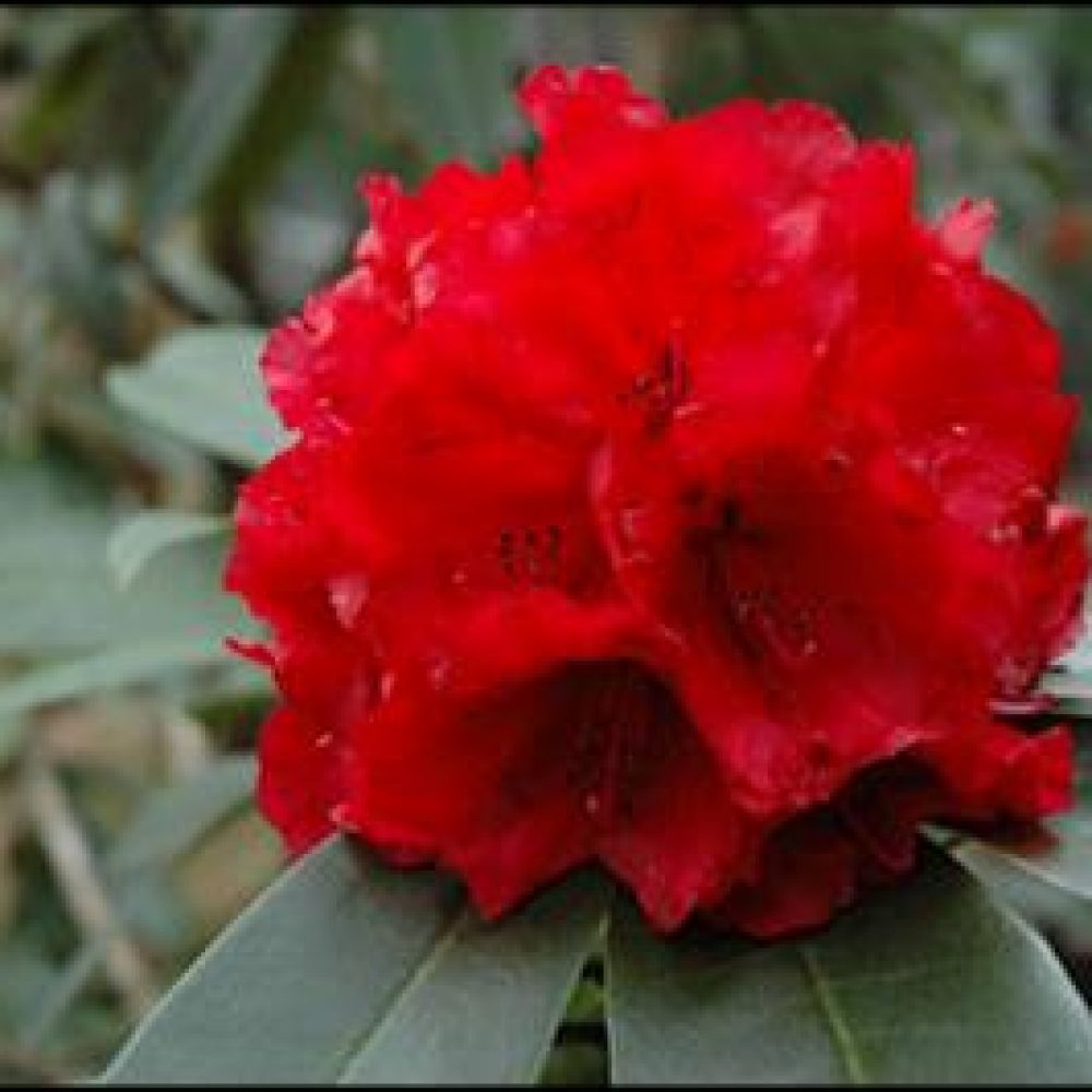 RhododendronGraceSeabrook.jpg