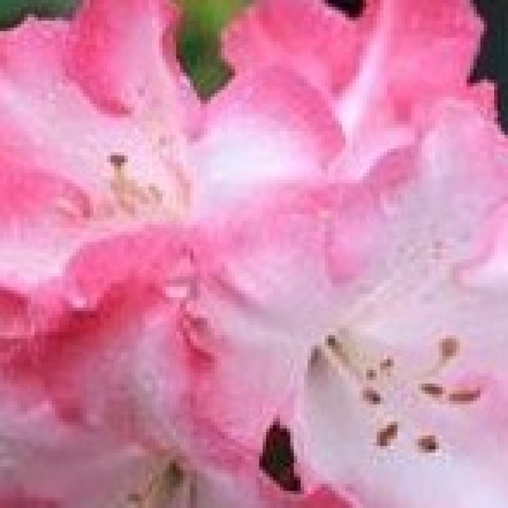 RhododendronLemsMonarch-e1443586112842-1.jpg