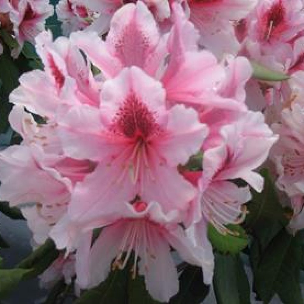 RhododendronMrsGWLeak-1.jpg