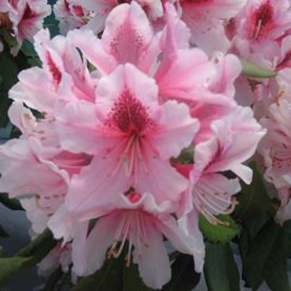 RhododendronMrsGWLeak-1.jpg