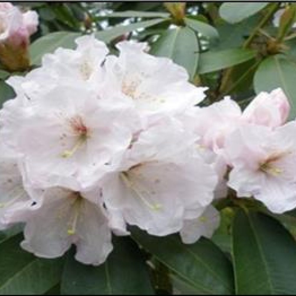 RhododendronMtEverest-1.jpg