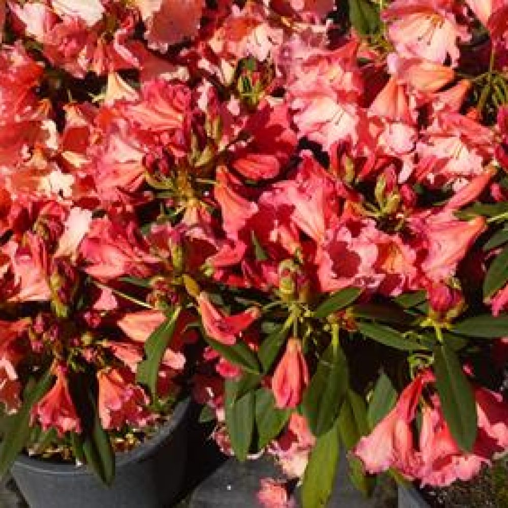 RhododendronOldCopper-1.jpg