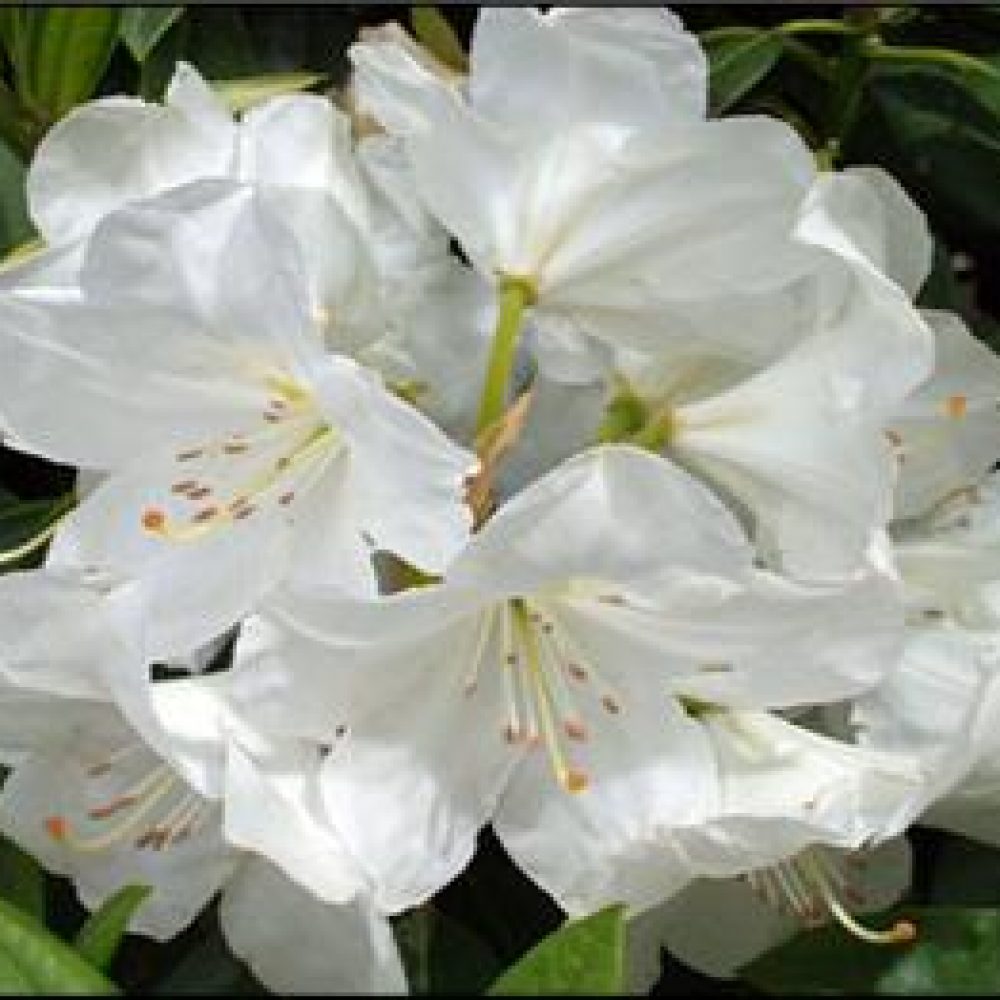 RhododendronPawhuska-1.jpg