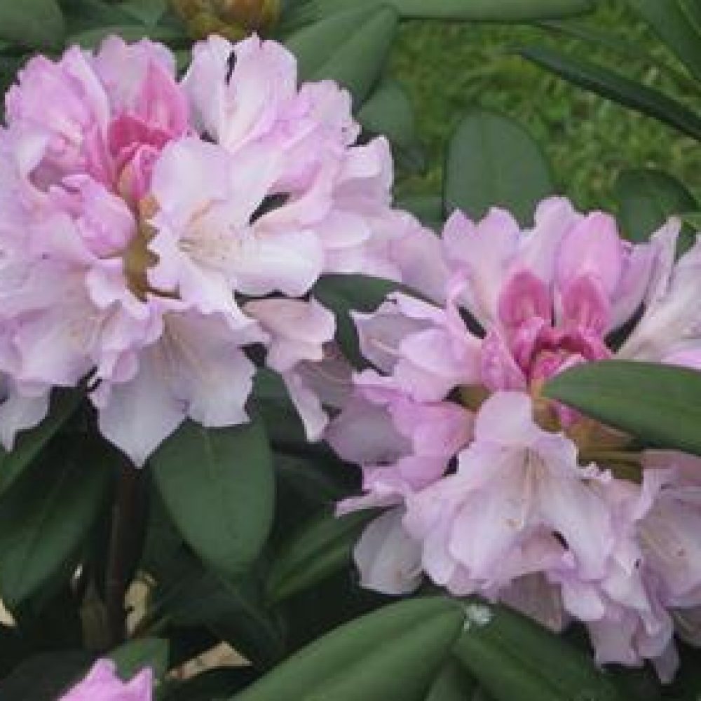 RhododendronPontiyak-1.jpg