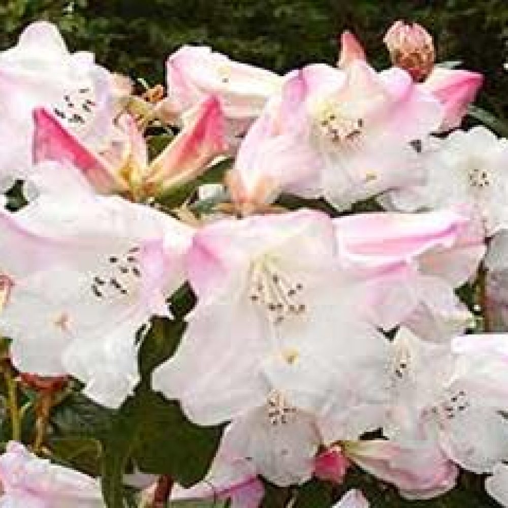 RhododendronPrincessAlice-1.jpg