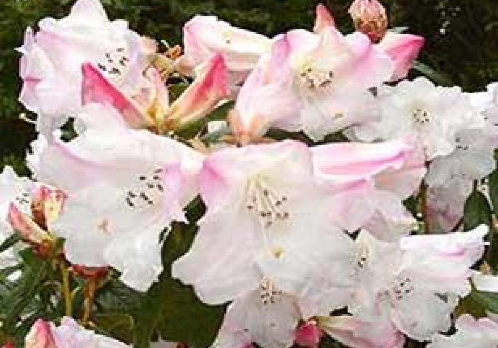 RhododendronPrincessAlice-1.jpg