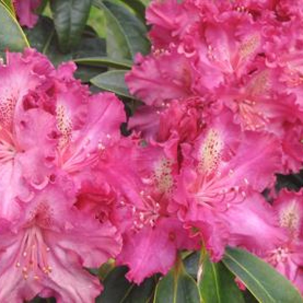 RhododendronPurpleLace-1.jpg