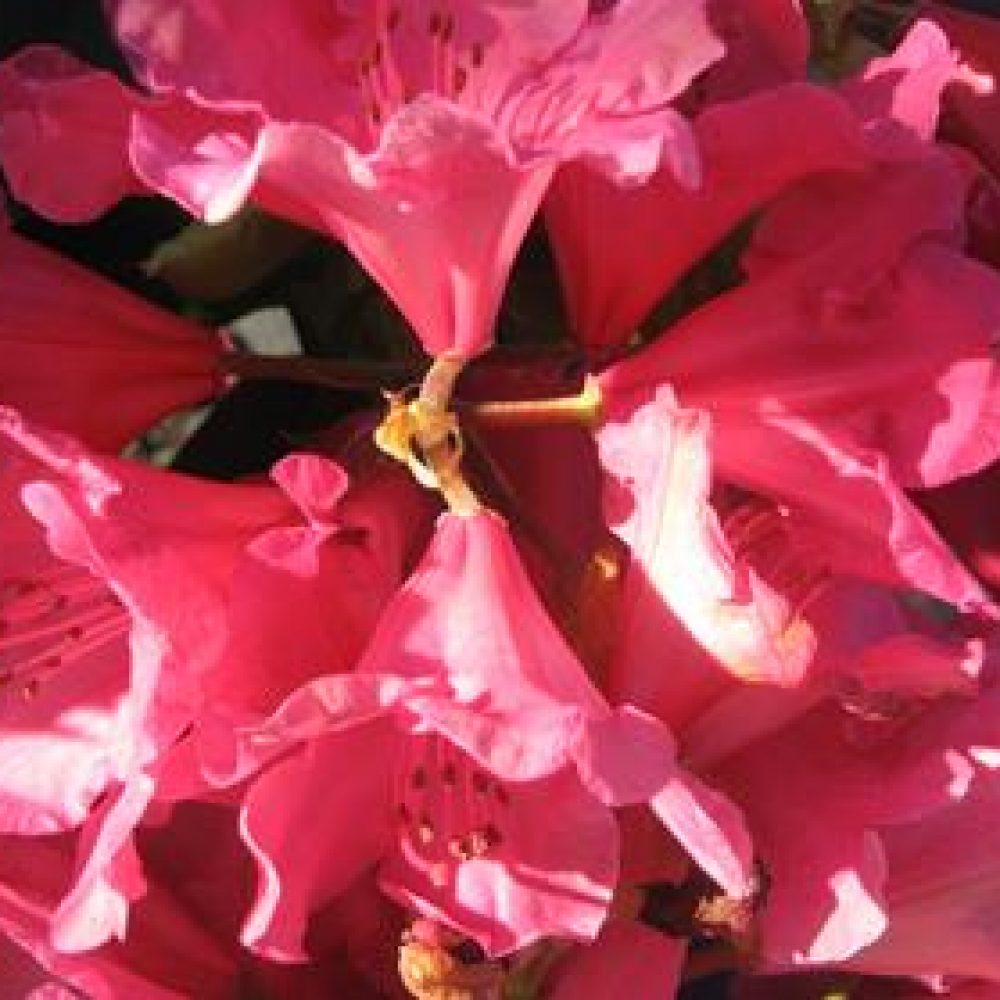 RhododendronRainbow-1.jpg