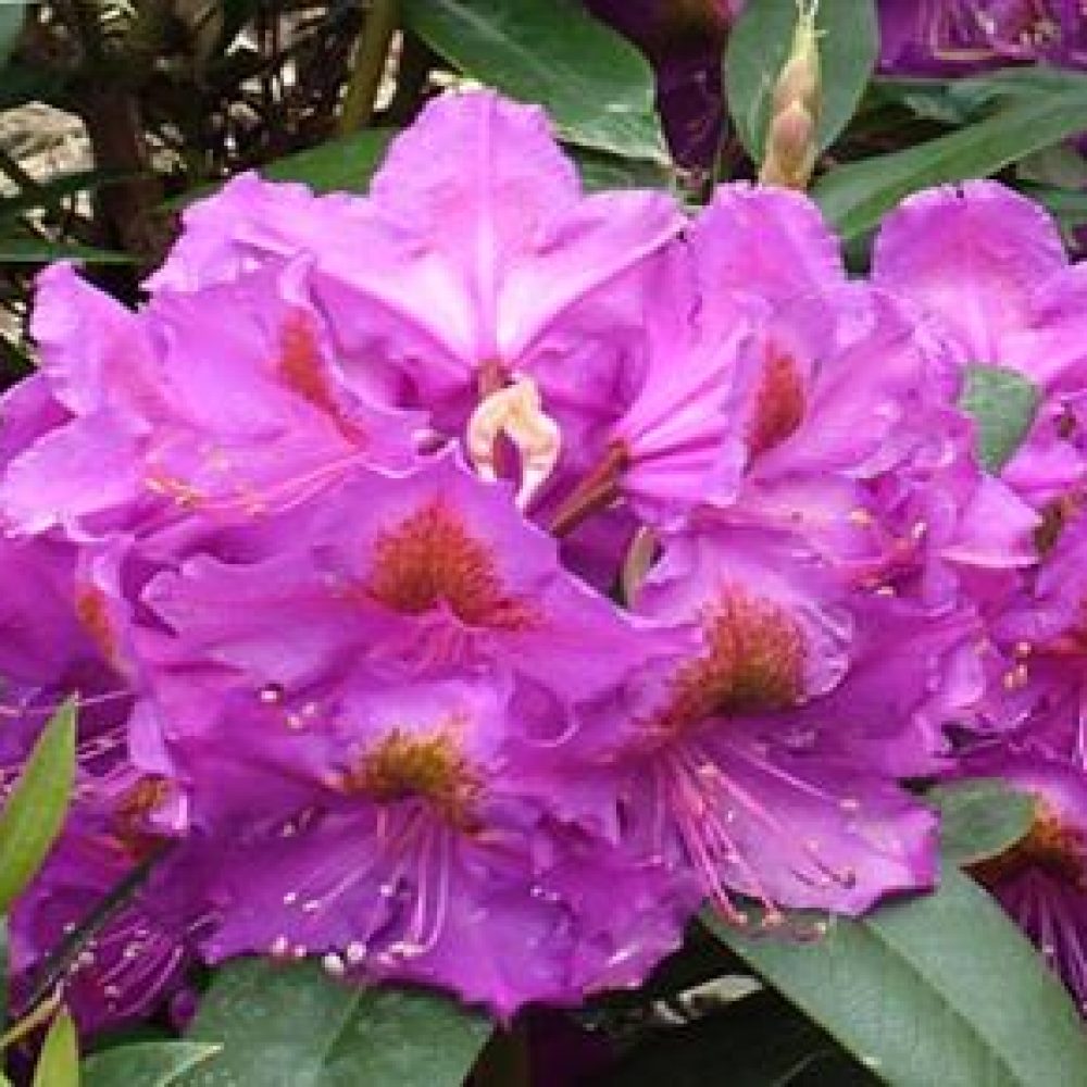 RhododendronRedEye-1.jpg