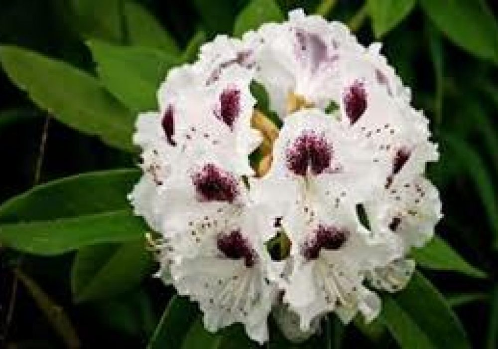 RhododendronSappho-1.jpg