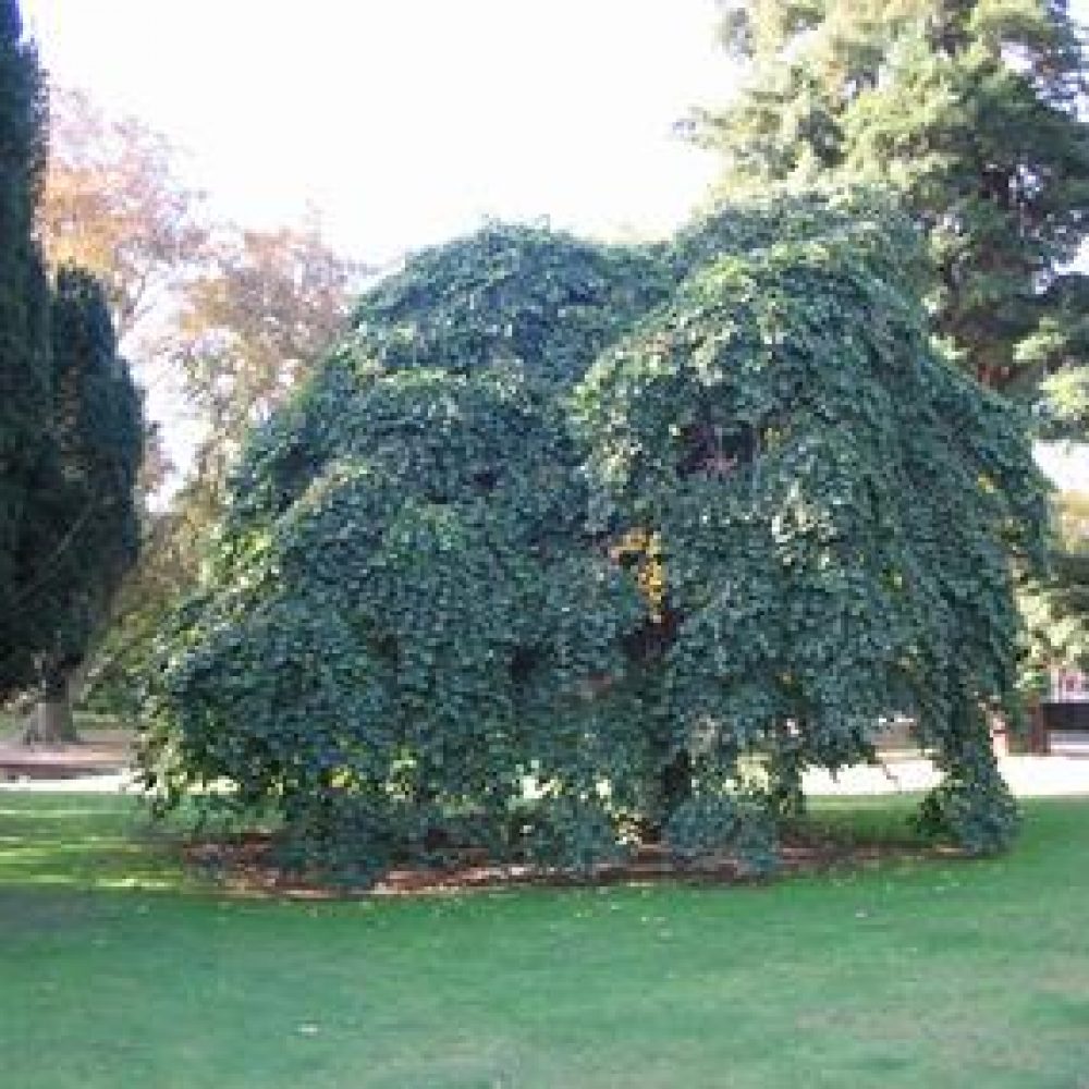 UlmusGlabraPendula1.jpg